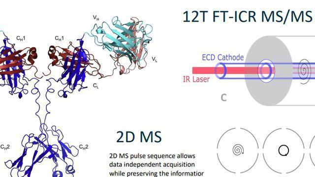 2D FT-ICR MS/MS Analysis of lgG1 content piece image 