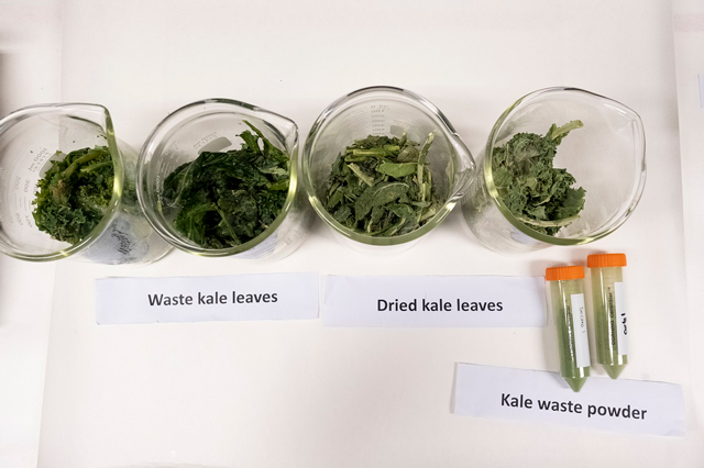 Kale in various forms, including fresh waste leaves, dried and powdered, in dishes or tubes.