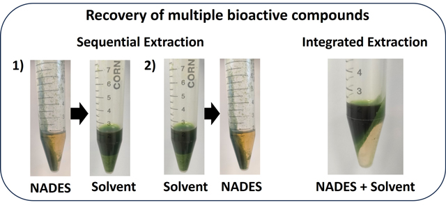 Pictures of tubes containing extraction mixtures demonstrating that the NADES (orange layer) and ethyl acetate solvents (green layer) can be added sequentially or simultaneously to extract various bioactive compounds from kale waste.