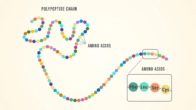 The breakdown of a polypeptide chain into amino acids