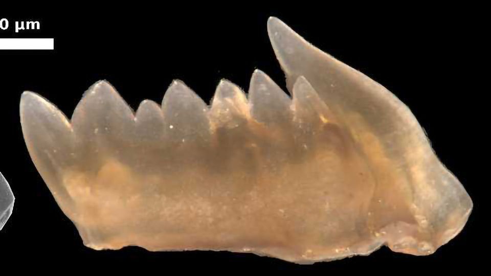 Ancient Predator Teeth Could Regenerate content piece image