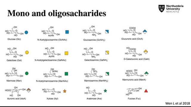 Bacterial Exosomes Expand the Oligosaccharide Targeting Ligand Space Beyond GalNAc content piece image 