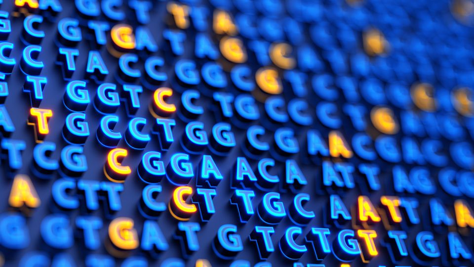 DNA bases.