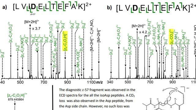 Comparison of UVPD and ECD To Distinguish Between the Isomeric Products of Deamidation Using FT-ICR MS content piece image 