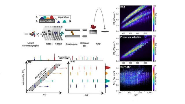 diaPASEF: Toward the Ideal Mass Analyzer with Data-Independent Acquisition and Parallel Accumulation content piece image 