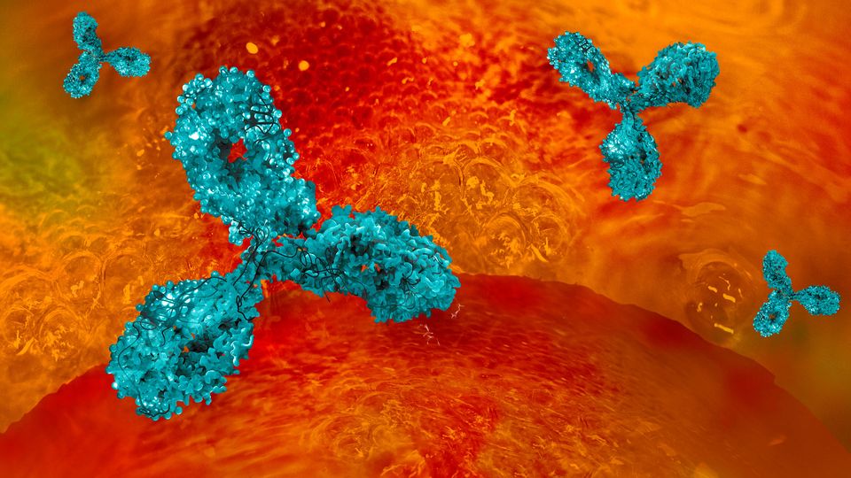 Identifying Monoclonal Antibodies 