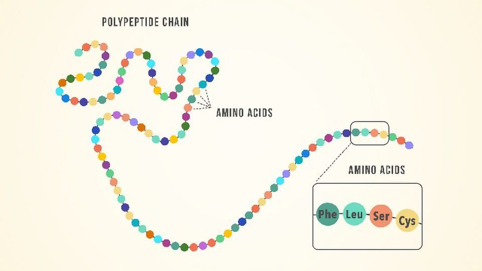 A long string of circles in a chain. A zoomed in view shows the amino acids Phe, Leu, Ser and Cys on four circles.