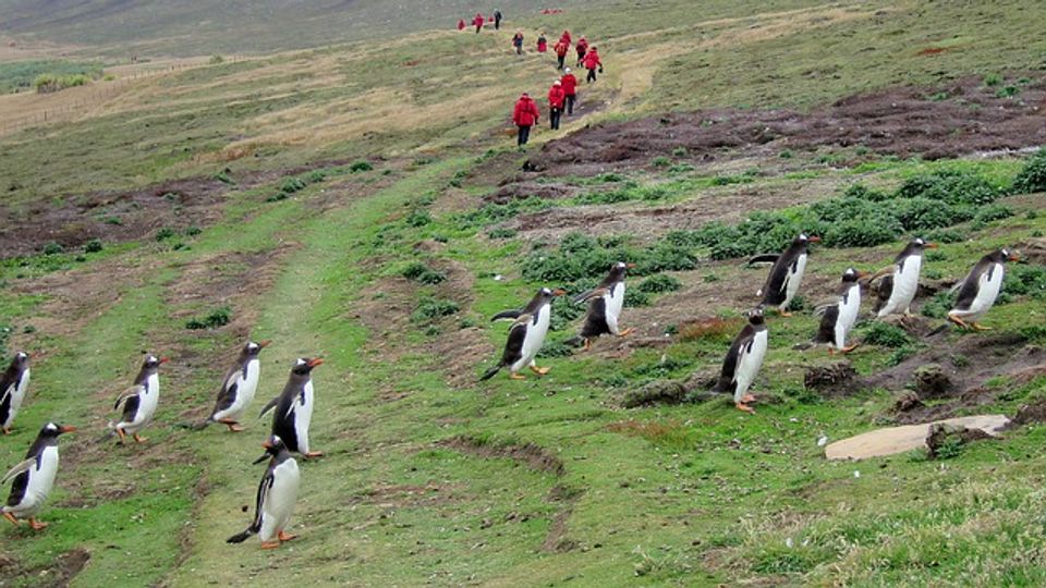 Evidence of Prehistoric Human Activity in Falkland Islands Discovered content piece image