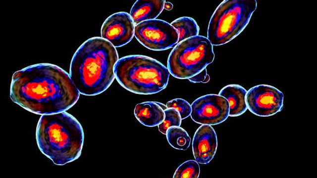 Fluorophore and Reagent Selection Guide for Flow Cytometry content piece image 