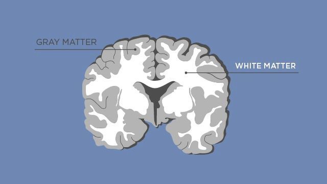 Illustration of a human brain with white and gray matter labeled.  