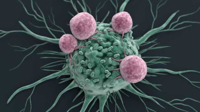 Harnessing the Immune System To Treat Cancer content piece image 