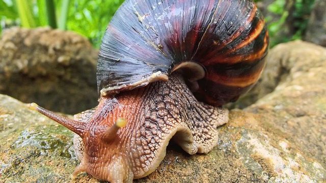 Close up of a giant African snail sat of a rock. 