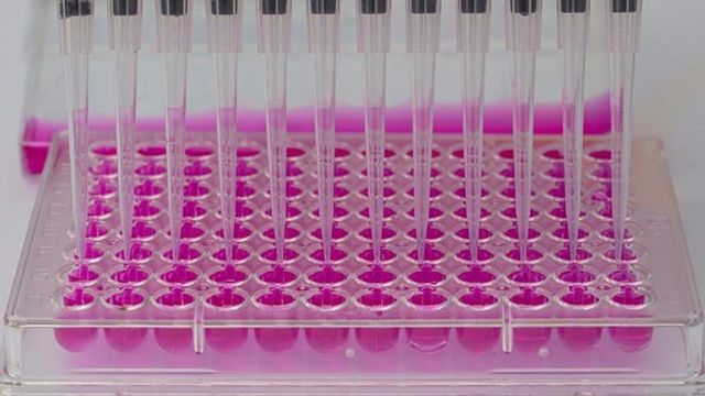 A 96-well cell culture plate into which a multichannel pipette is being inserted to withdraw media samples. 