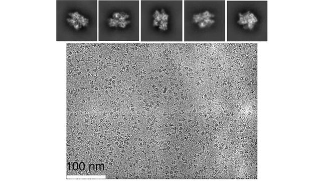 Five close-up images of the CRISPR/Cas9 complex, above a microscope image of many CRISPR-Cas9 enzymes. 