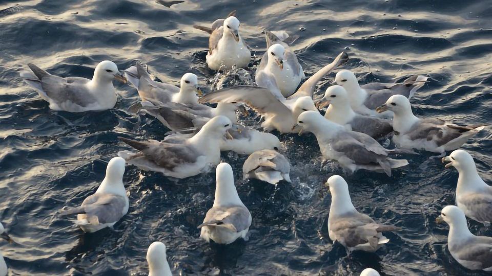 Ingesting Plastics May Release Harmful Chemicals in Seabirds' Stomachs content piece image