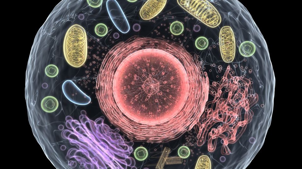 Cell structure.