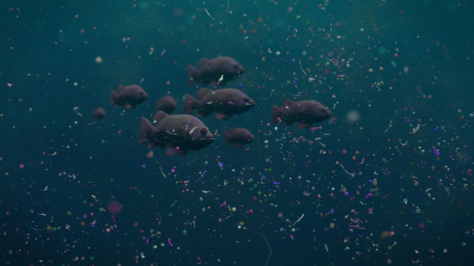 Fish swimming amongst microplastics.