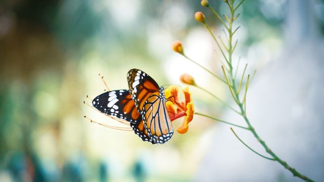 A butterfly on a flower. 