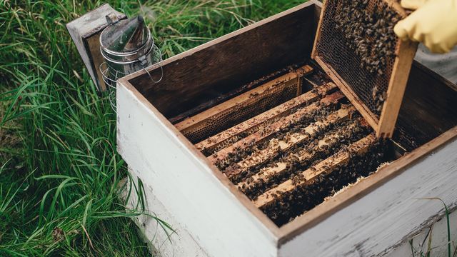 A beehive. 