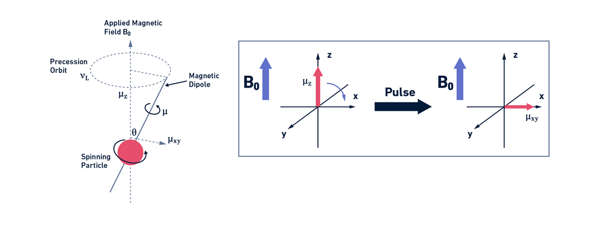 Nuclear spin behavior under the influence of an external magnetic field (left panel). Scheme of a basic NMR experiment in which the magnetization is transferred to the xy plane upon the application of a magnetic pulse (right panel).