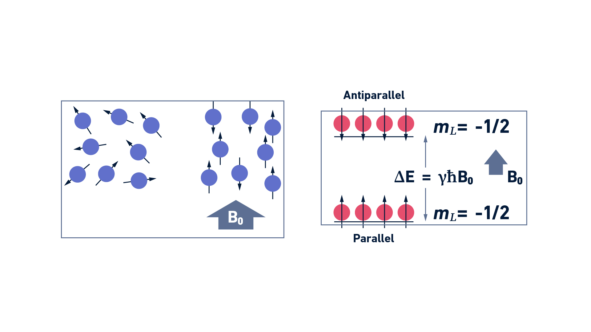 Nuclear spin orientations of a sample aligned (parallel and antiparallel) with the direction of an external magnetic field B0 (left panel). Distribution of nuclear spin populations in the two possible energy levels in nuclei with I = ½ (right panel).