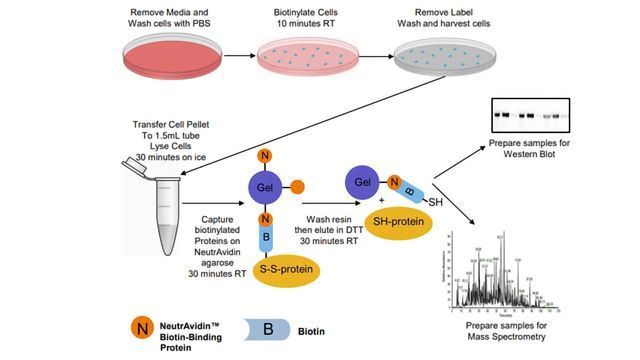 Proteomic Analysis of Cell Surface Proteins with Improved Specificity of Enrichment content piece image 