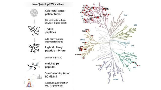 Real-time, High Density Monitoring of pTyr Signaling Targets in Human Tumors Using Heavy Peptide Triggered Targeted Quantitation content piece image 