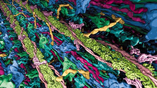 Illustration of the interacting thick and thin filaments in the cardiac sarcomere based on structural cryo electron-tomography data. 