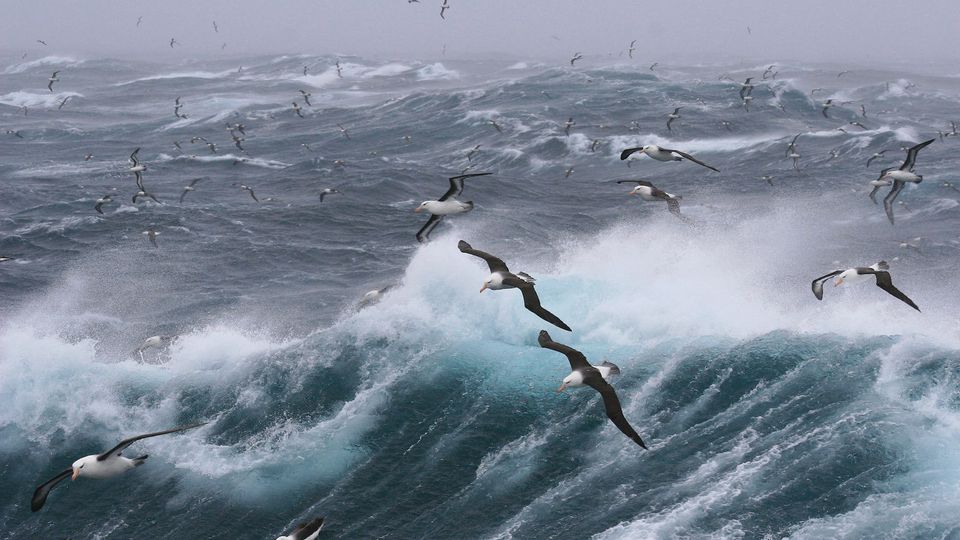 Seabirds flying above the sea.