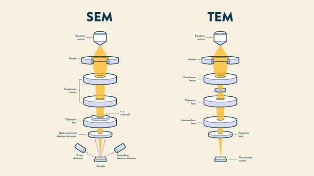 SEM vs TEM diagram. 