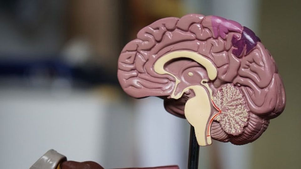 A plastic model of the human brain, bisected to show the internal structures.