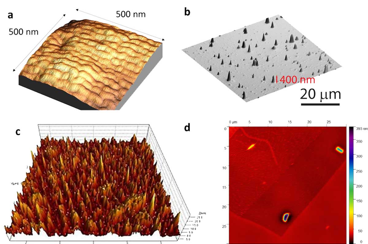 AFM image examples. a) Fibrillar array of Cyanobacteria oscillatoria dried on glass. b) 3D image of nanocrystals on a substrate generated from AFM data. c) Thin metal film surface. d) Flake of atomically thin MoS2 with two areas of different thickness on a polymer surface. 