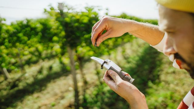 Man in a vineyard squeezing some grape juice onto a refractometer. 