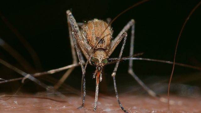 Close-up of a mosquito biting someone. 