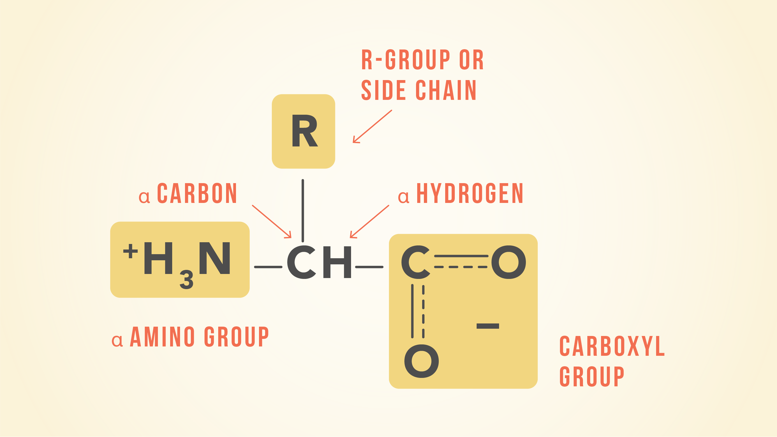 The basic structure of an amino acid