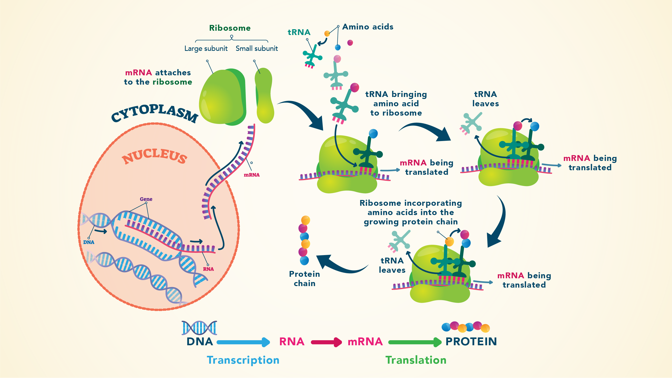 Protein synthesis.