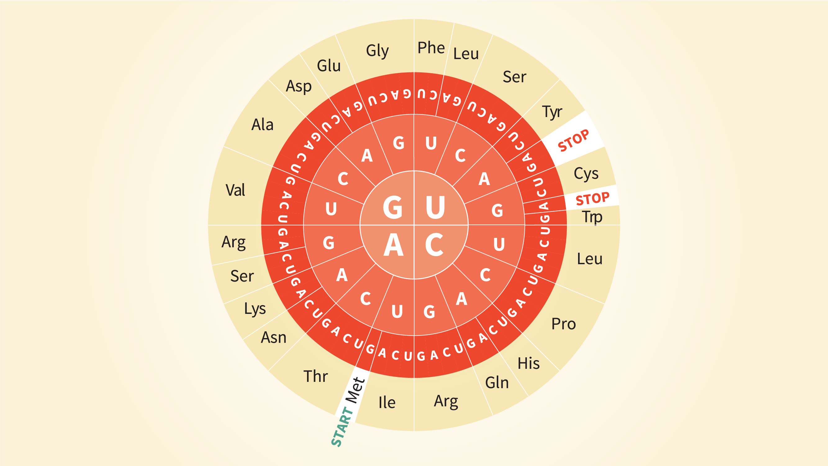 Codes for each amino acid 