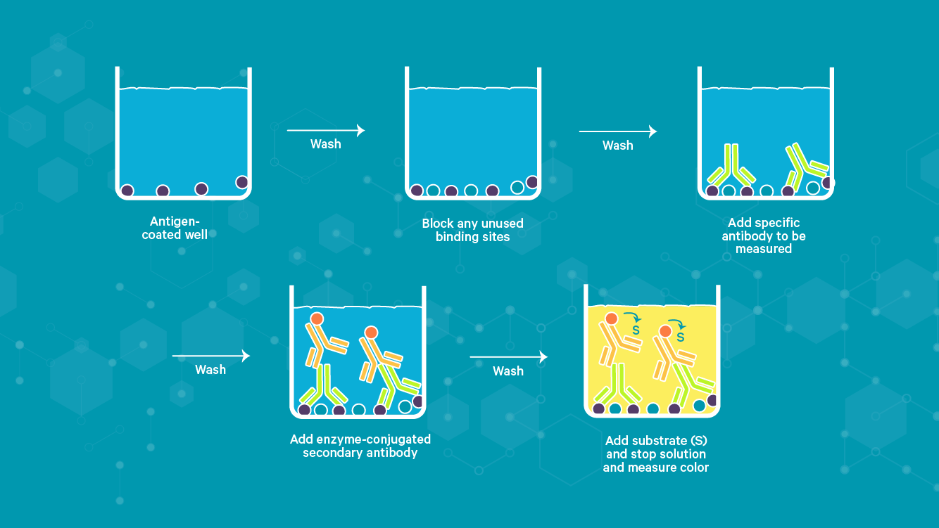  Example of an iELISA workflow, showing coating, blocking, primary and secondary antibody addition and detection.